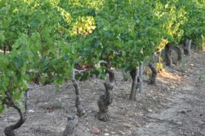 Logiperle DSC_0101_bis