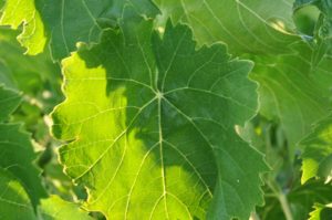 Logiperle DSC_0109_bis